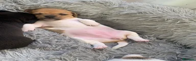 Jack Russell 4