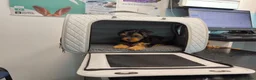 Yorkshire Terrier dogs for sale: Beautiful Yorkshire Terrier Pupp – 2 Girls & 1 Boy - Advert 10