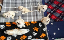 Cavachon dogs for sale: Beautiful Litter of Cavachon Puppies - Image 16