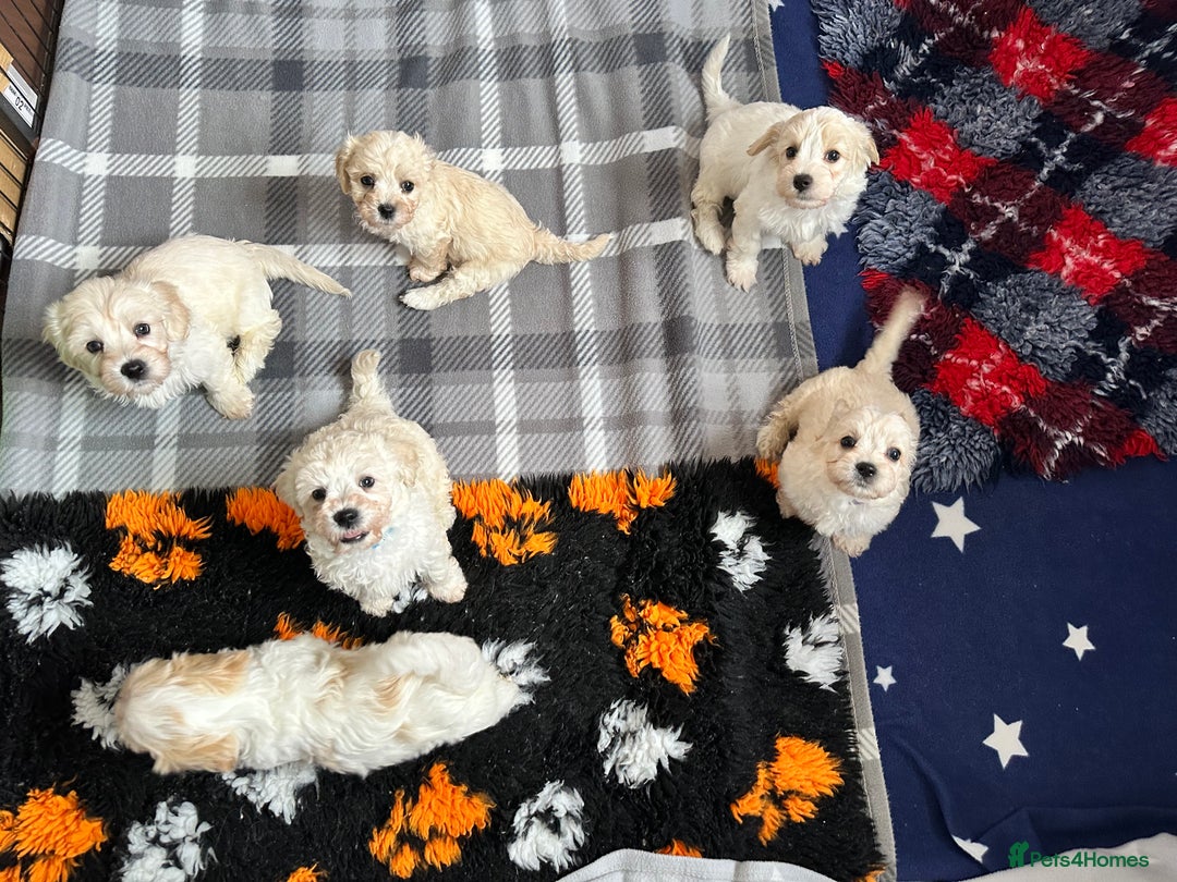 Cavachon dogs for sale: Beautiful Litter of Cavachon Puppies - Image 16