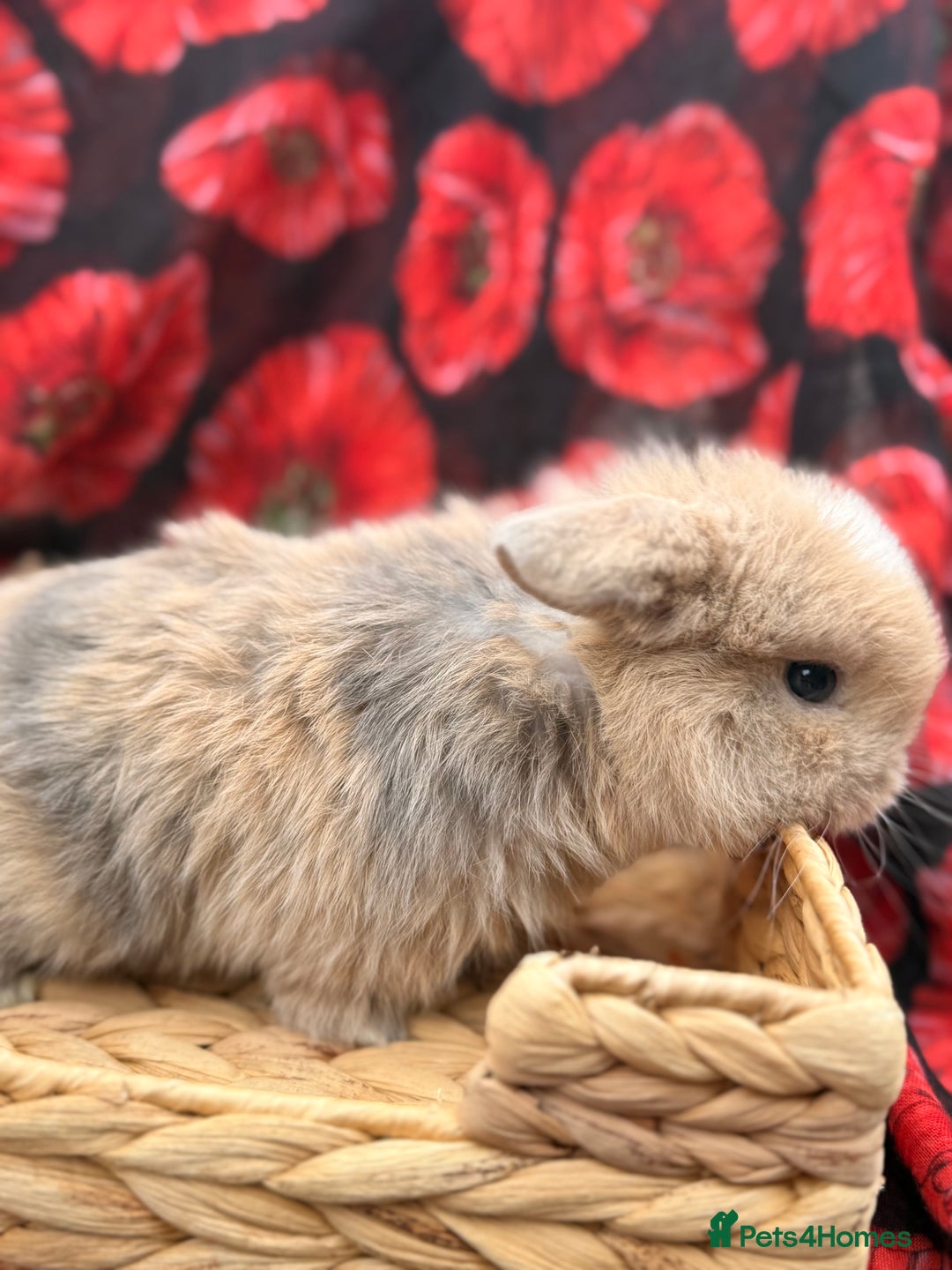 Mini Lop rabbits for sale: Mini lops looking for good homes  - Advert 6