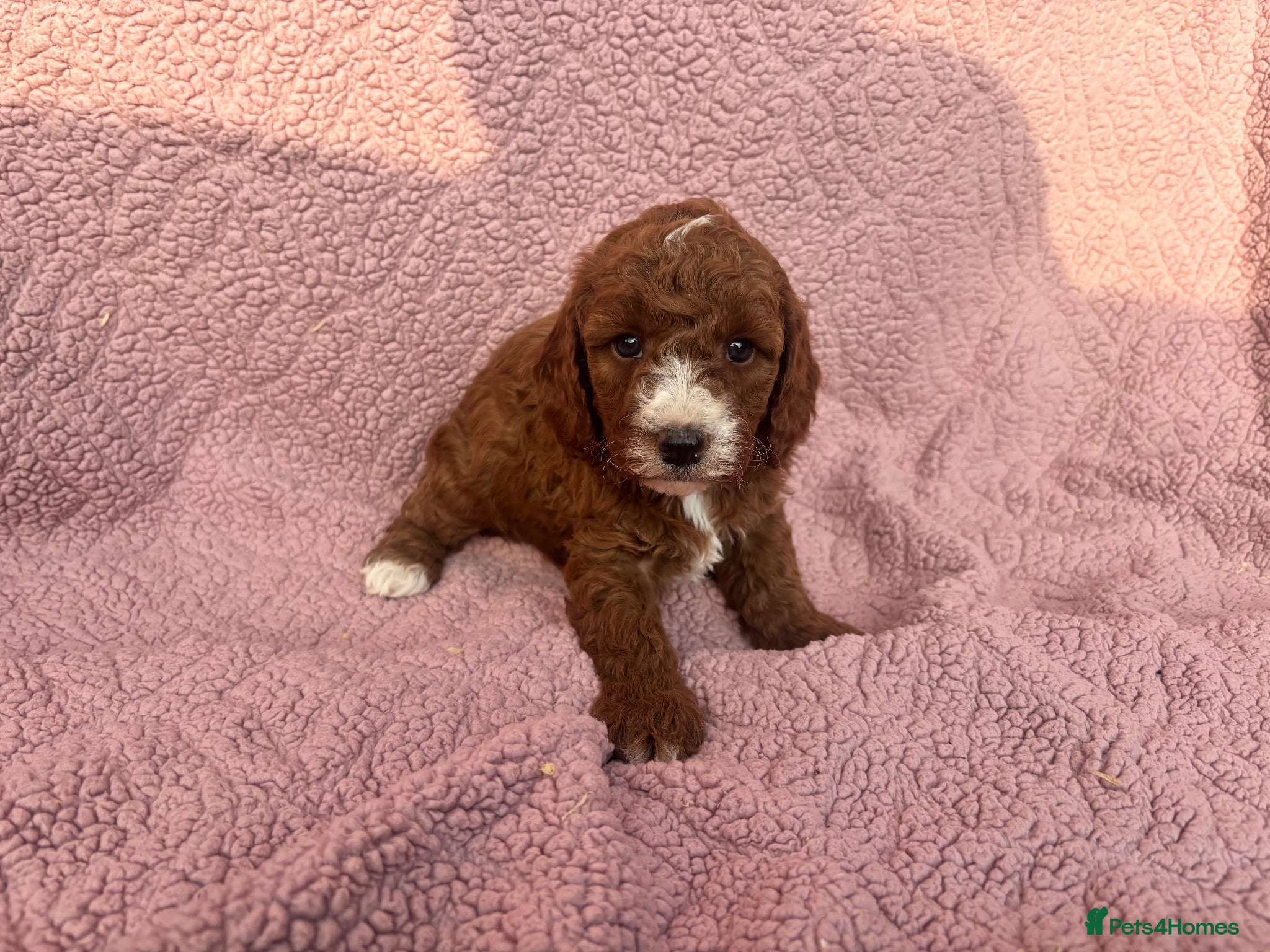 Cavapoo dogs Our delightful Cavapoo puppies  - Advert 1