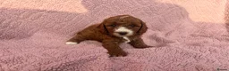Cavapoo dogs for sale: Our delightful Cavapoo puppies  - Advert 1