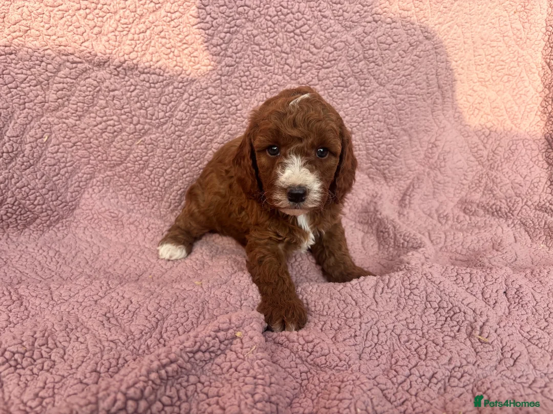Cavapoo dogs for sale: Our delightful Cavapoo puppies  - Advert 1