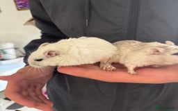 English rabbits for sale: Two handsome gerbils - Image 2