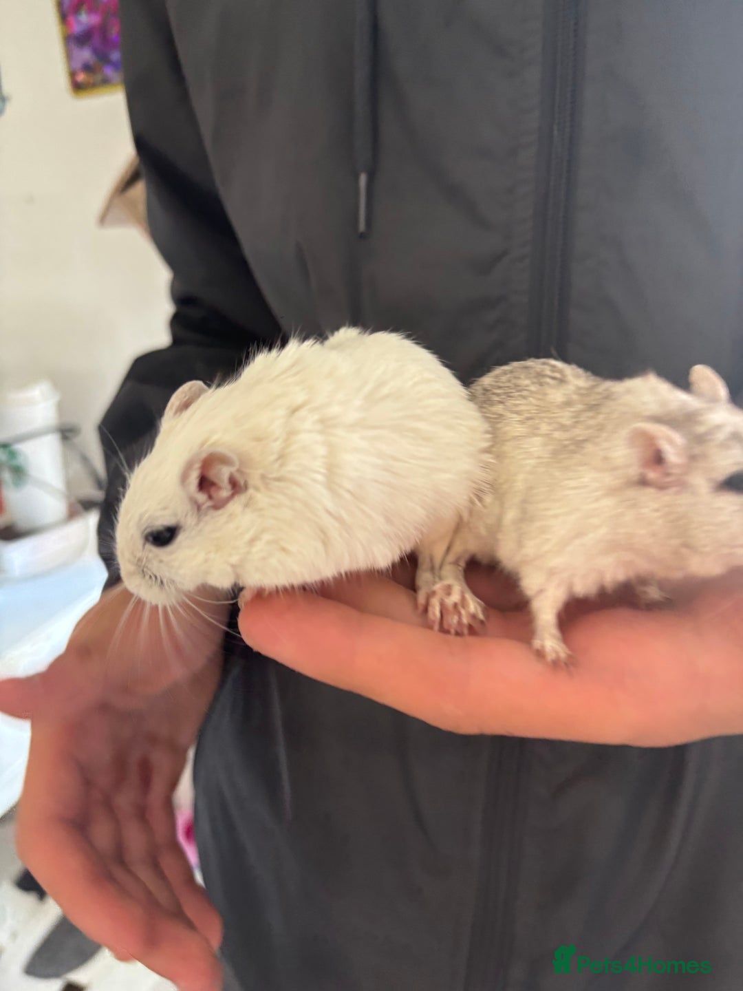 English rabbits for sale: Two handsome gerbils - Image 2