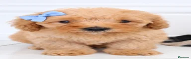 Cavapoochon 1