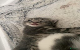 Mixed Breed cats for sale: Beautiful fluffy grey tabby kittens - Image 13