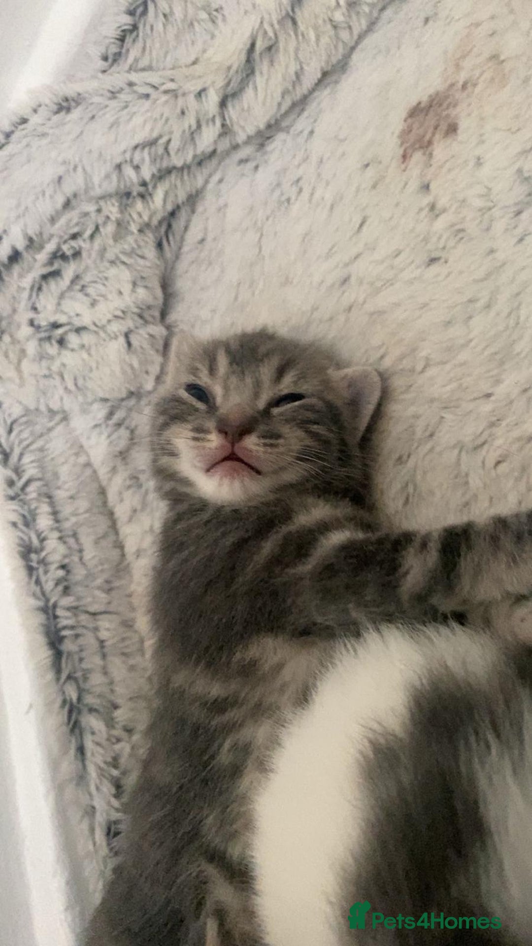 Mixed Breed cats for sale: Beautiful fluffy grey tabby kittens - Image 13