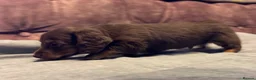 Dachshund dogs for sale: Miniature longhair dachshunds for sale - Advert 12