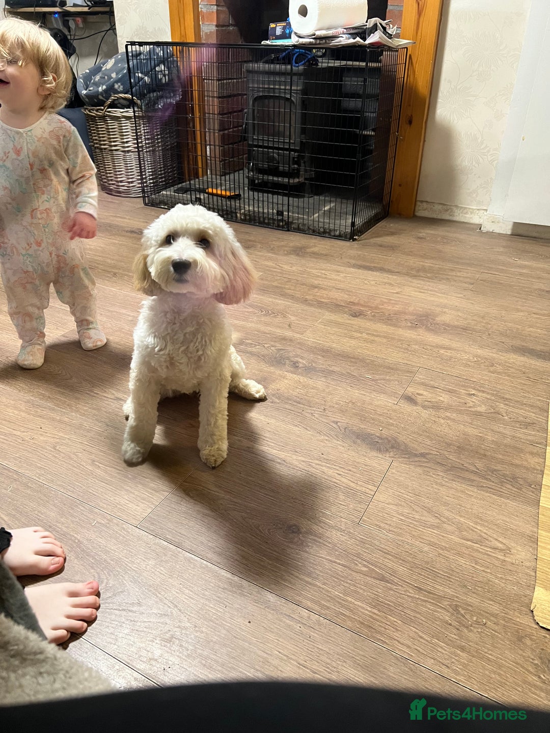 Cockapoo dogs for sale: Gorgeous F1B Cockapoo Puppies hypoallergenic  - Advert 2