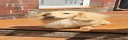 Miniature Dachshund dogs for stud: Cream Long-haired miniature Dachshund kc reg - Advert 3