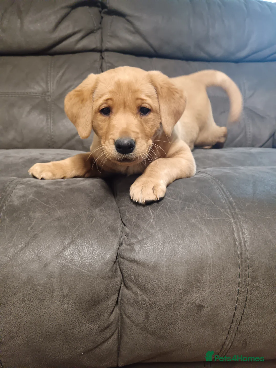 Labrador Retriever dogs for sale: 2 chunky fox red labs - Advert 2