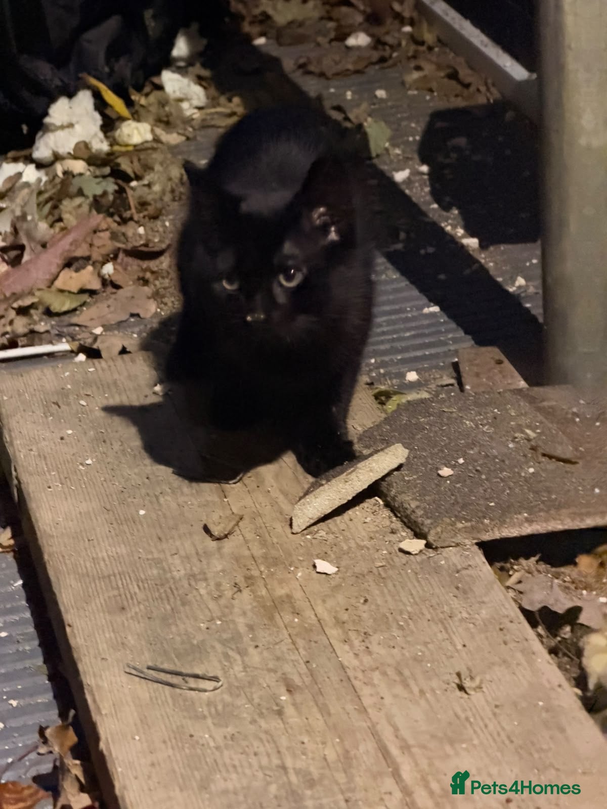 Mixed Breed cats for sale: Ready to leave girl kitten  - Advert 3