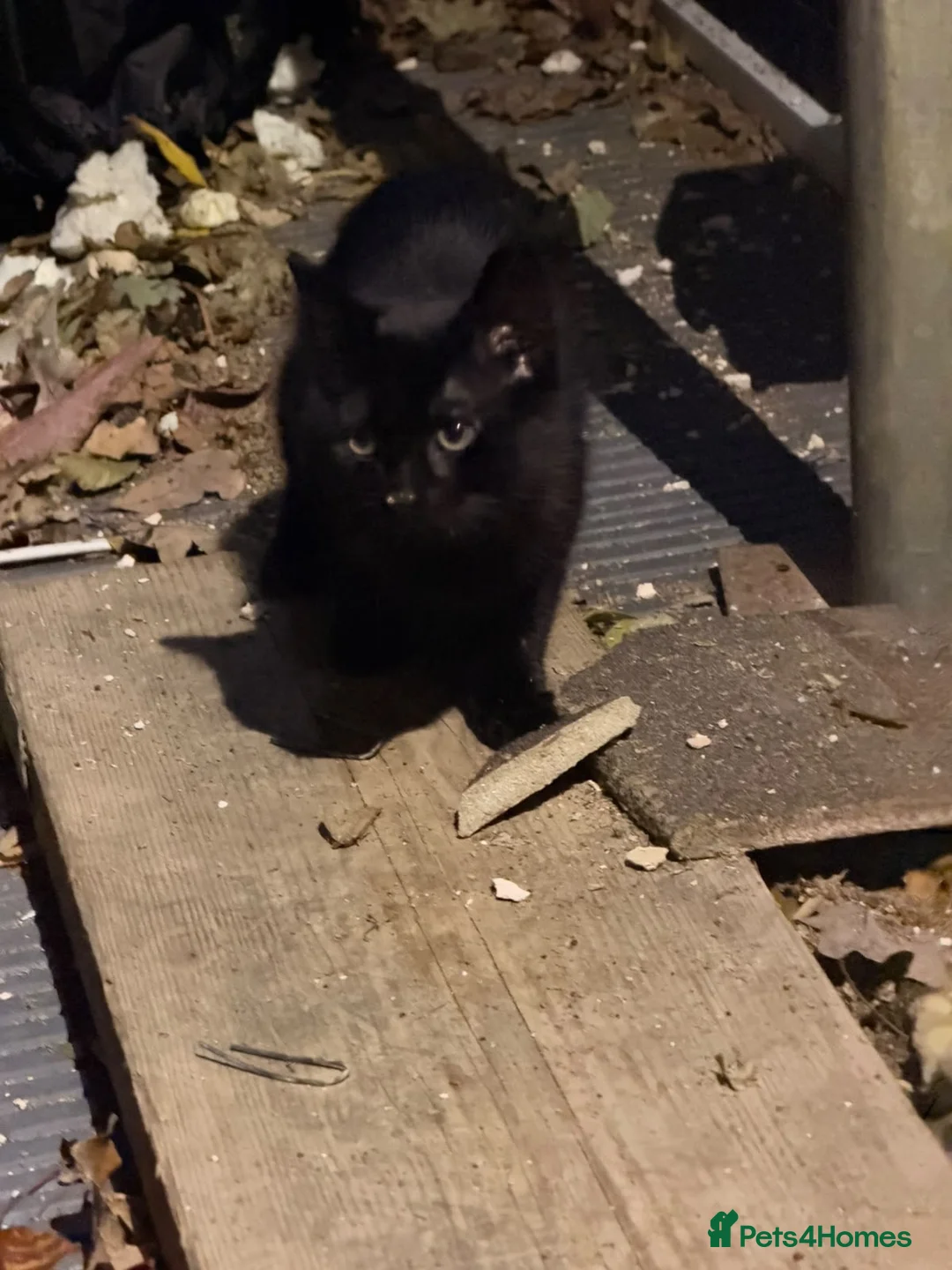 Mixed Breed cats for sale: Ready to leave girl kitten  in Northampton - Advert 1