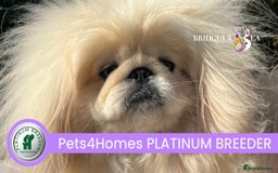 Pekingese dogs for sale: ⭐️WAITING LIST NOW OPEN⭐️ - Image 3