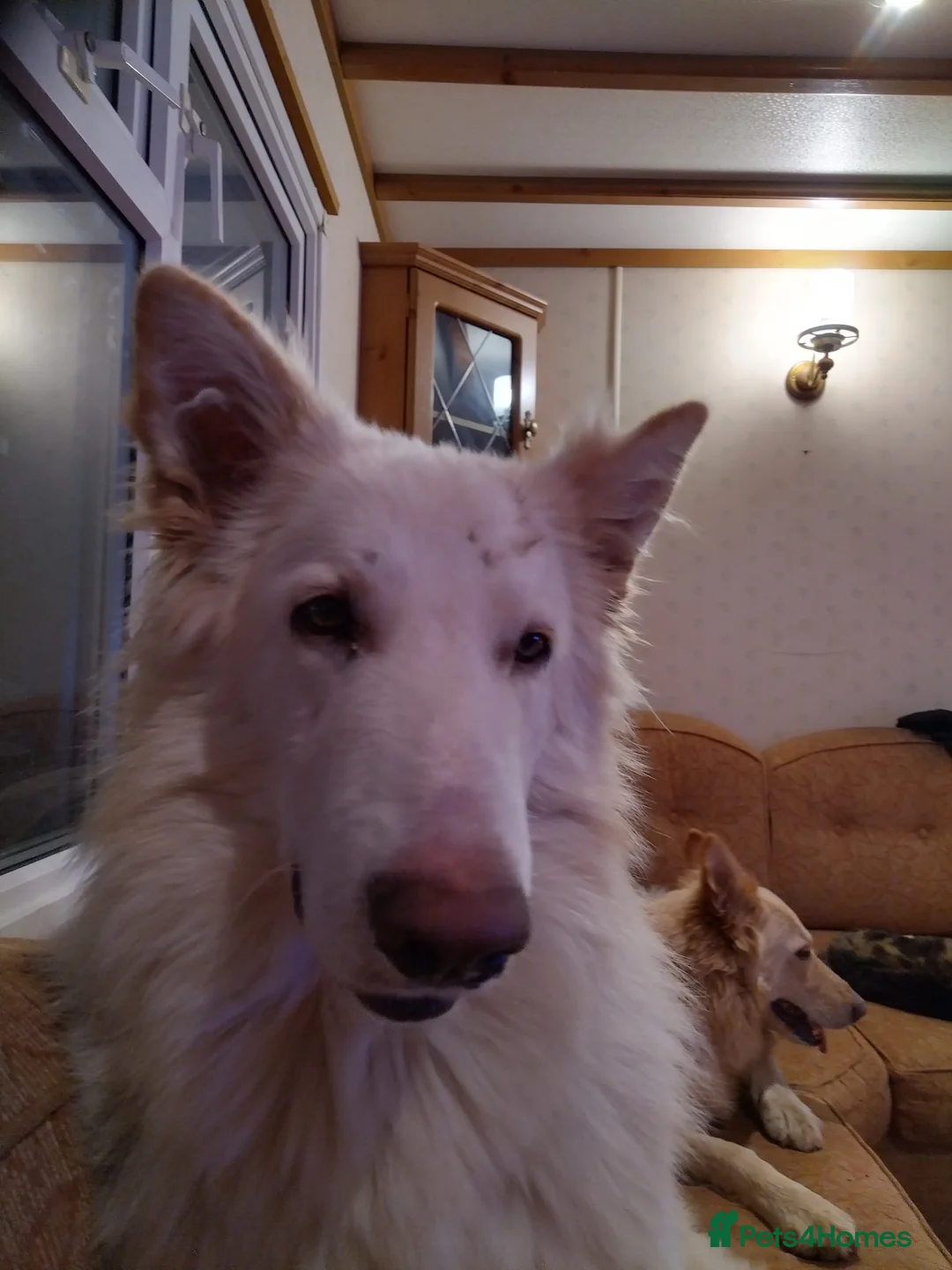 German Shepherd dogs for stud: Dresden - dog for stud in Ballindalloch - Advert 2