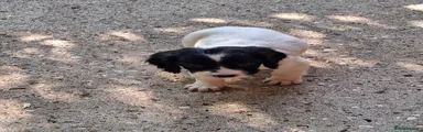 English Springer Spaniel Puppy 5