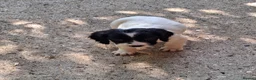 English Springer Spaniel dogs for sale: English Springer Spaniel puppies  - Advert 3