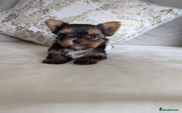Yorkshire Terrier dogs for sale: Wonderful Yorkshire terrier puppies  - Image 4