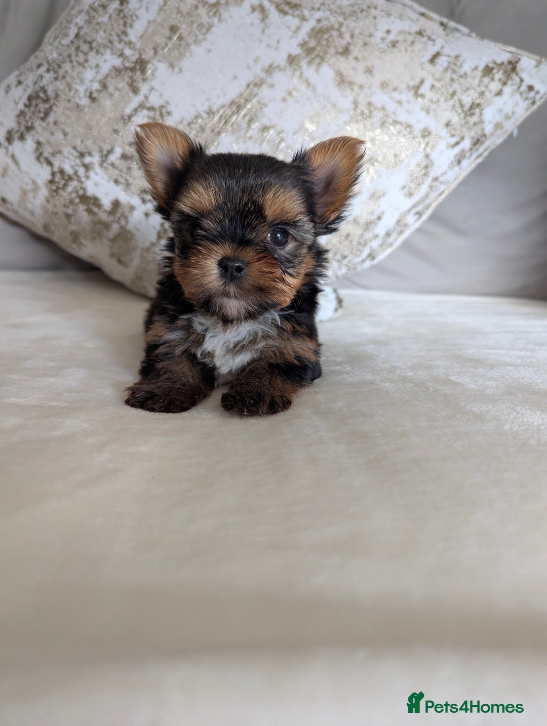 Yorkshire Terrier dogs for sale: Wonderful Yorkshire terrier puppies  - Image 4