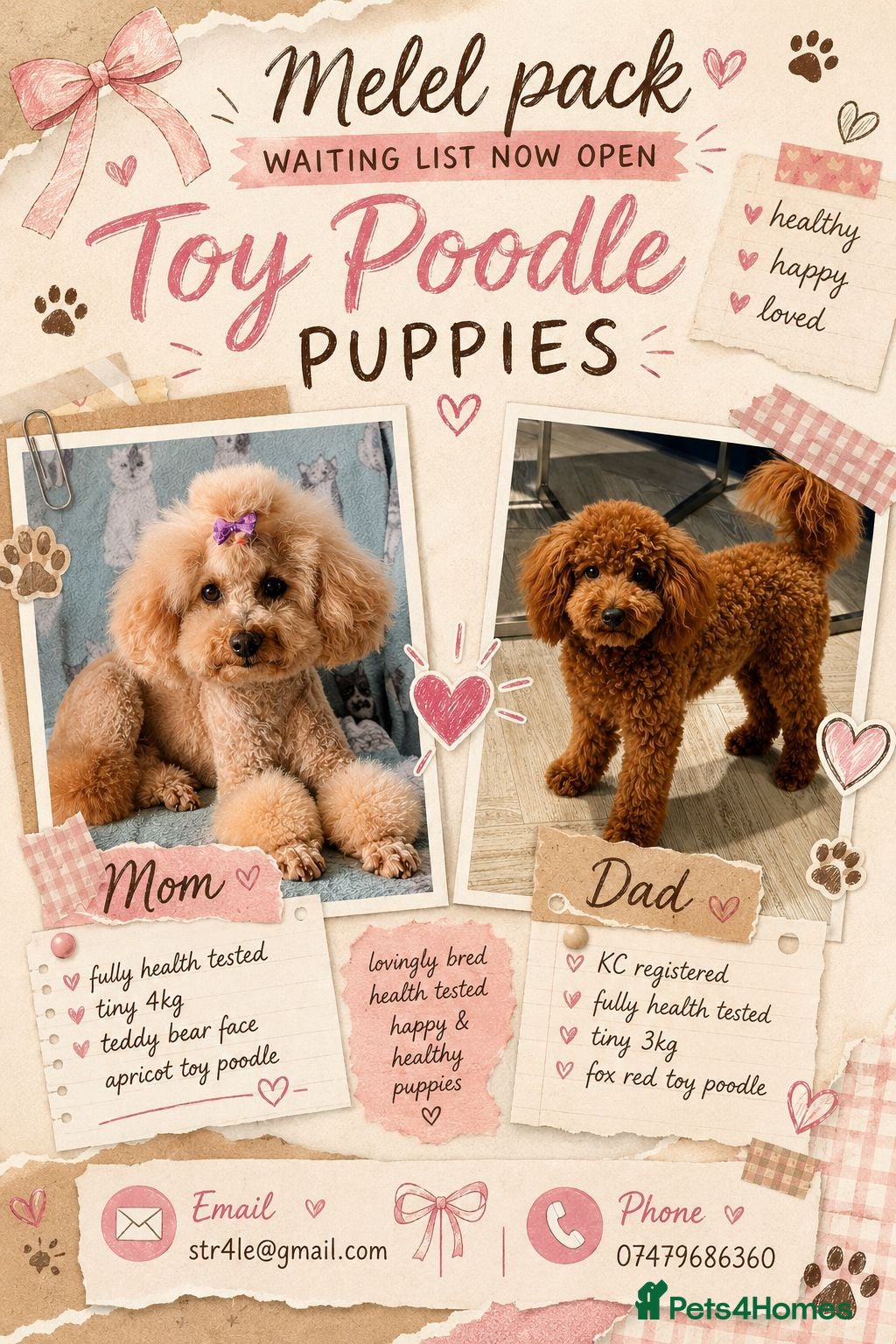 Toy Poodle dogs ❤️Toy poodle waiting list❤️ - Advert 1