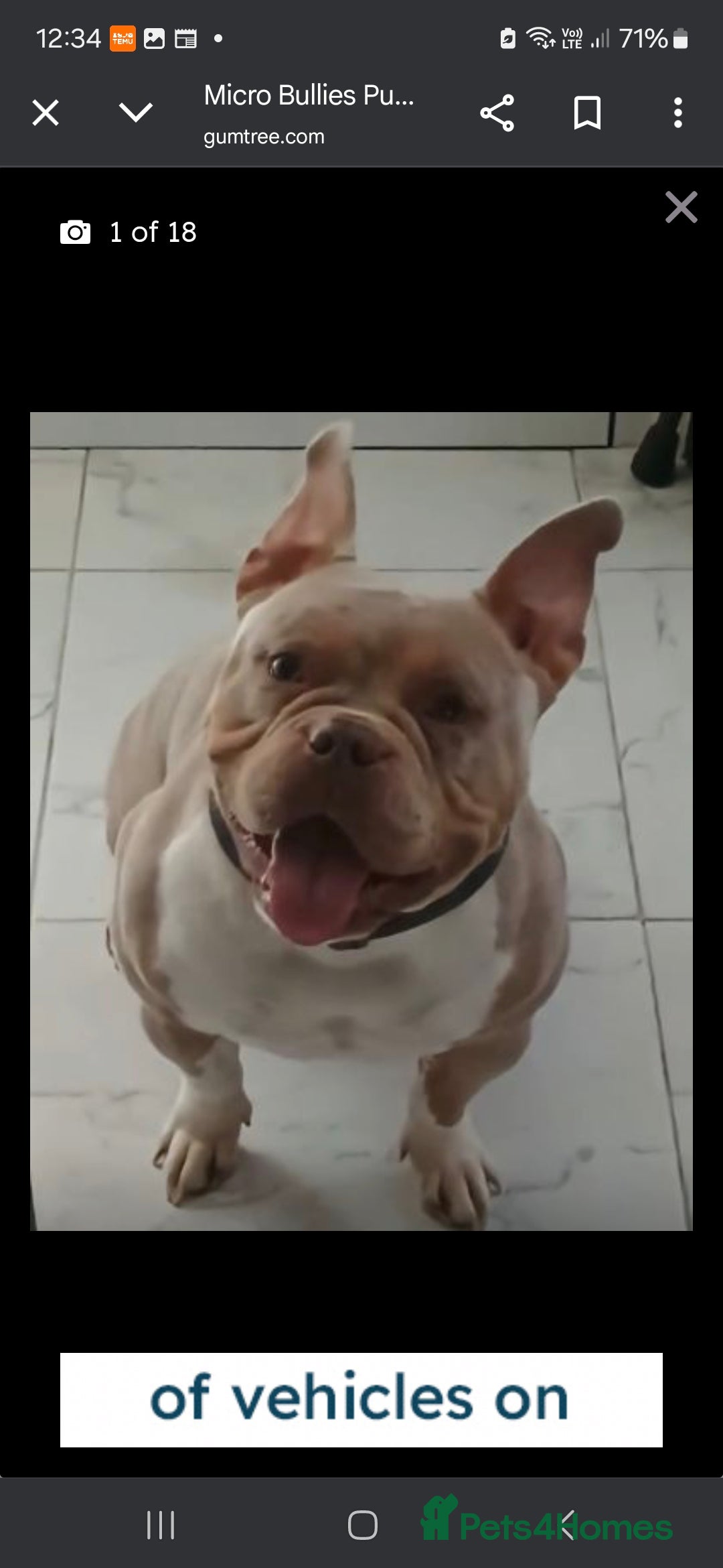 American Bully dogs for sale: AMERICAN BULLY PUPPIES 🐶  - Advert 23