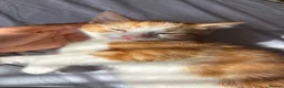 Mixed Breed cats for sale: Beautiful ginger kitten looking for a forever home - Advert 7