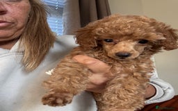 Toy Poodle dogs for sale: Last Toy Poodle girl 🐩 - Image 2