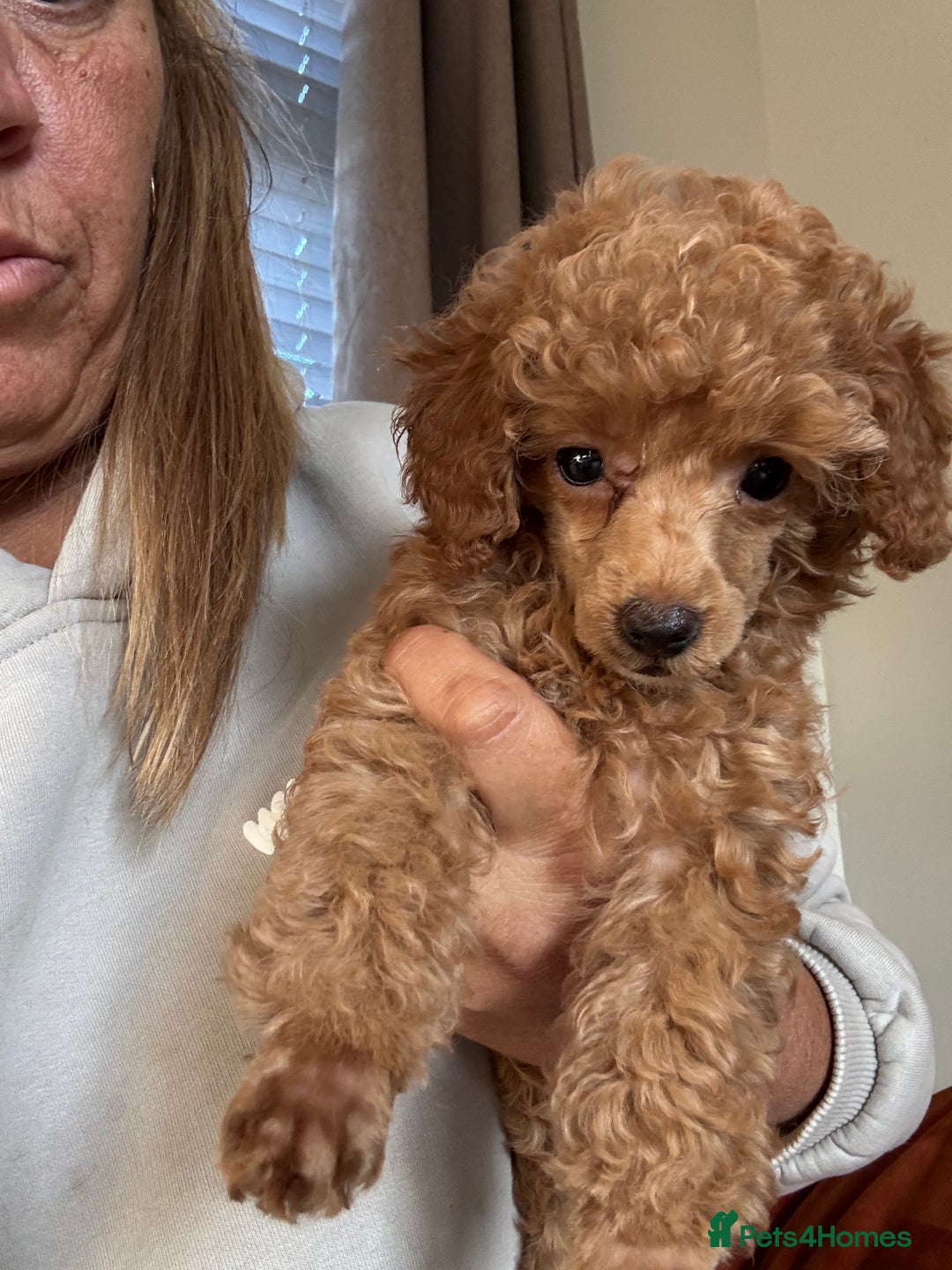 Toy Poodle dogs for sale: Last Toy Poodle girl 🐩 - Image 2