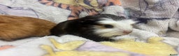 Guinea Pig rodents for sale: 2 beautiful girl piggys  - Advert 7