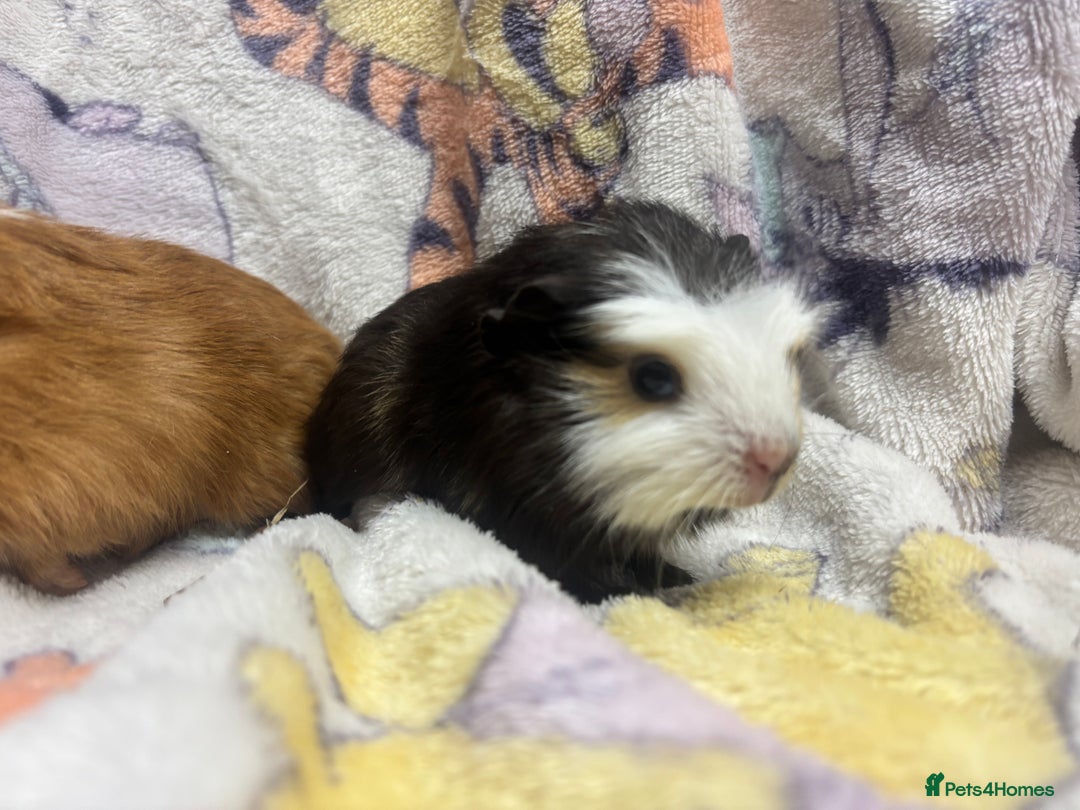 Guinea Pig rodents for sale: 2 beautiful girl piggys  - Advert 7