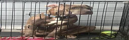 Mixed Breed dogs for sale: Roco  in Harrow - Advert 4