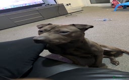 Mixed Breed dogs for sale: Sharp Pei for Sell - Image 1