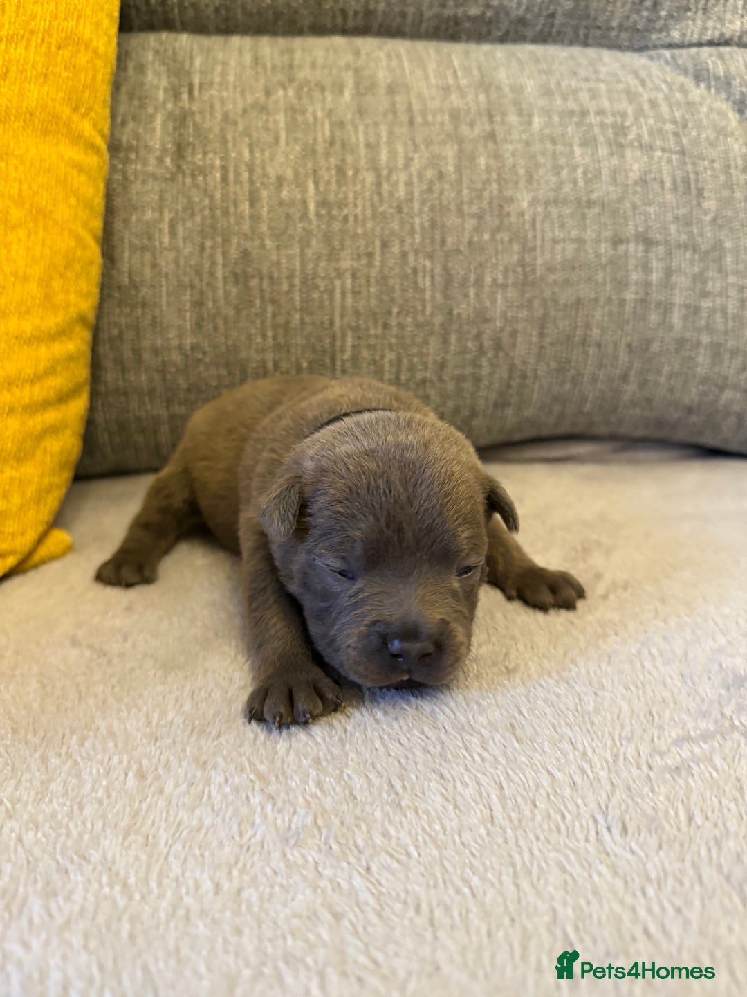 Staffordshire Bull Terrier dogs for sale: 7 BEAUTIFUL STAFFY PUPS SIRED BY CH FIGO - Image 7