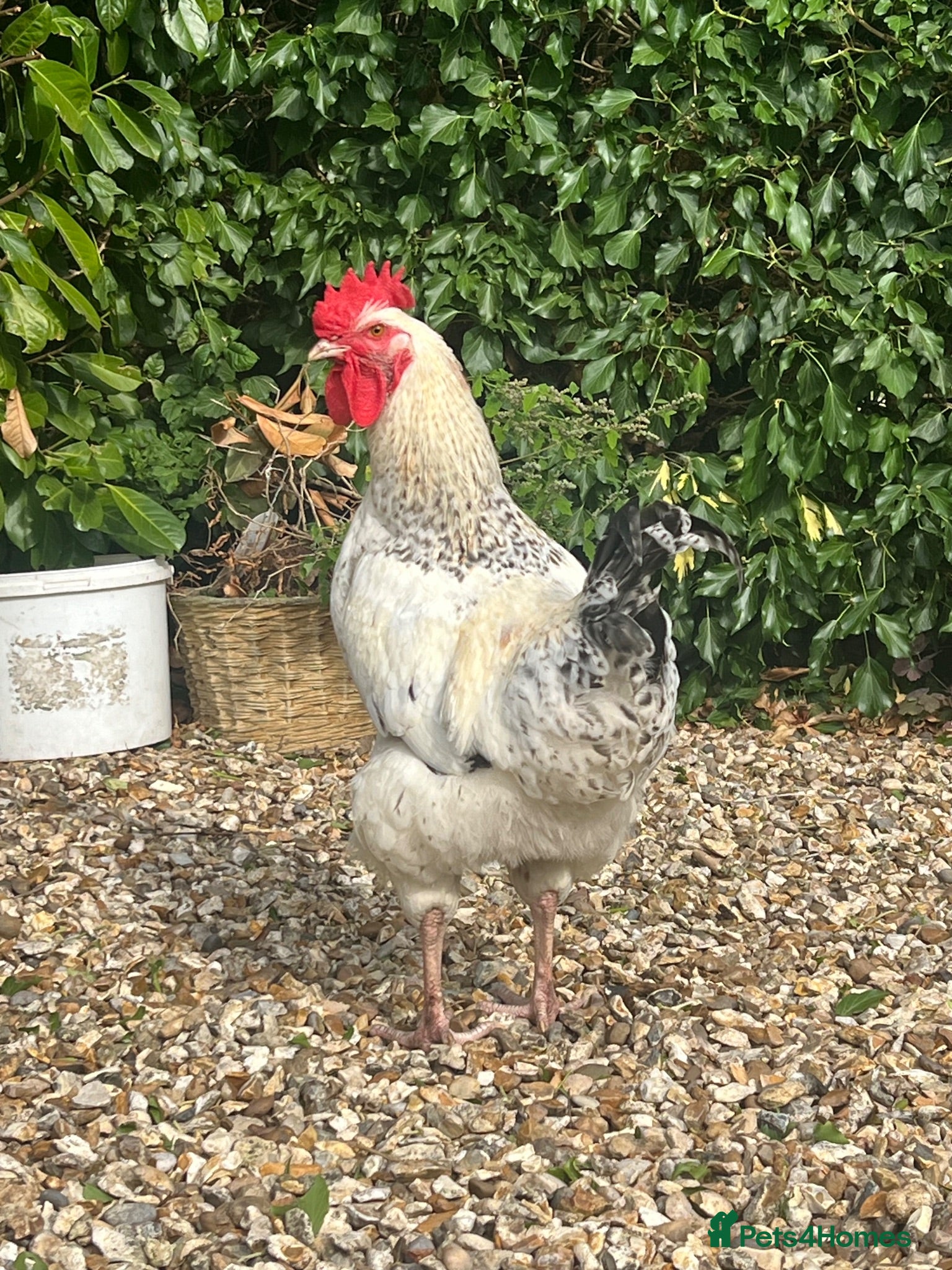 Chickens poultry White male hybrid  - Advert 12
