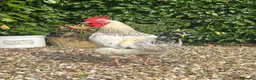 Chickens poultry for sale: White male hybrid  - Advert 1