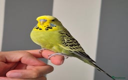 Budgerigars birds for sale: Tamed green grey cock 2025 - Image 4