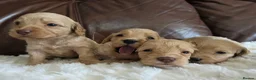 Cockapoo dogs for sale: DNA Health Tested Cockapoos Apricot/Golden - Advert 10