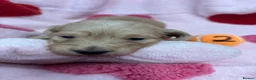 Miniature Dachshund dogs for sale: KC Miniature Long Haired English Cream Dachshunds  - Advert 21