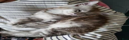 Maine Coon cats for sale: Reduced!! 1 Girl Left, Been Let Down. - Advert 4