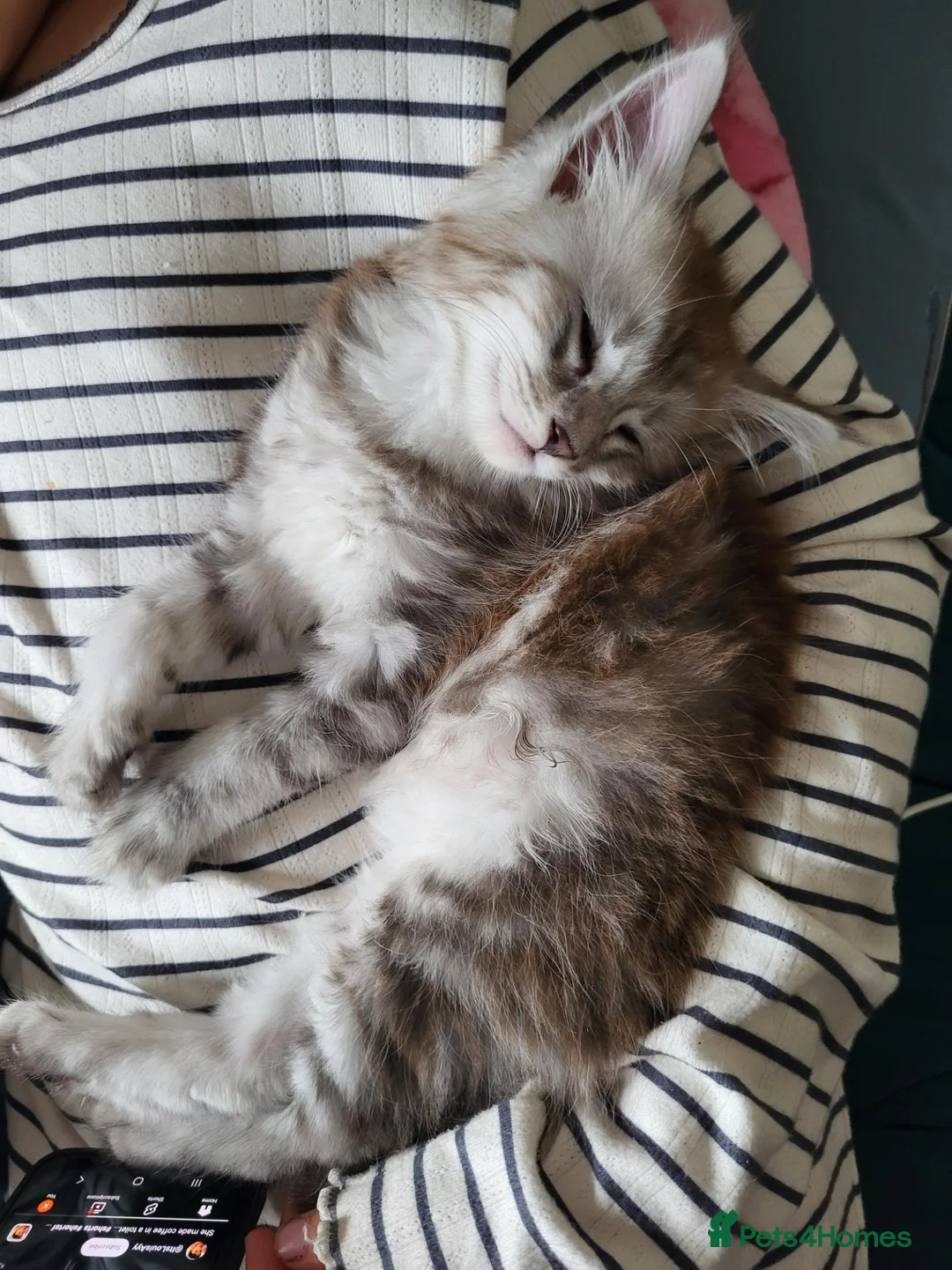 Maine Coon cats for sale: Reduced!! 1 Girl Left, Been Let Down. - Advert 4