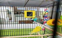 Budgerigars birds for sale: Pair of Budgies for sale - Image 3