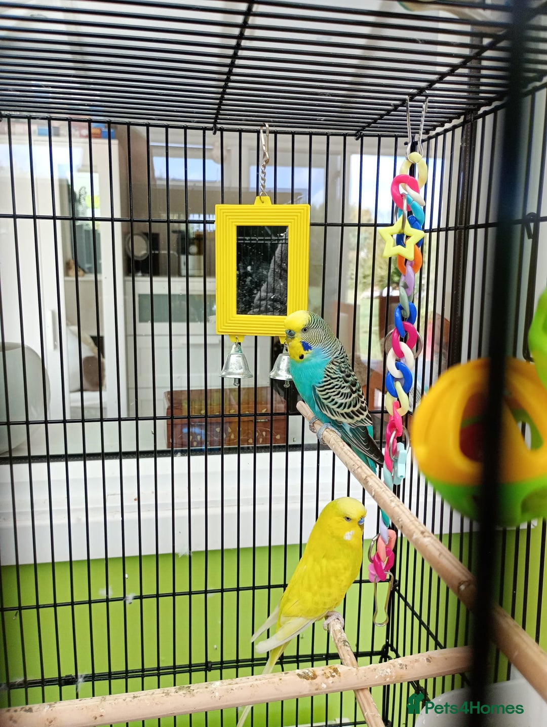Budgerigars birds for sale: Pair of Budgies for sale - Image 3