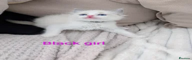 Ragdoll Kitten 2