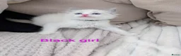 Ragdoll cats for sale: 3 beautiful Ragdoll kittens - Advert 5