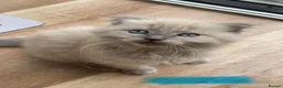 Scottish Fold cats for sale: Beautiful kittens🌹🤭 - Advert 3
