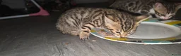 Bengal cats for sale: Beautifully Pure Brown Rossete Bengal girl - Advert 10