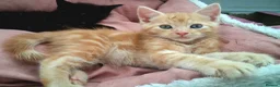 Maine Coon cats for sale: 4 maincoon babies  - Advert 17