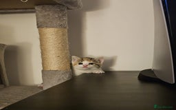 British Shorthair cats for sale: 🐱Four  Sisters Looking for Their Forever Homes!  - Image 26